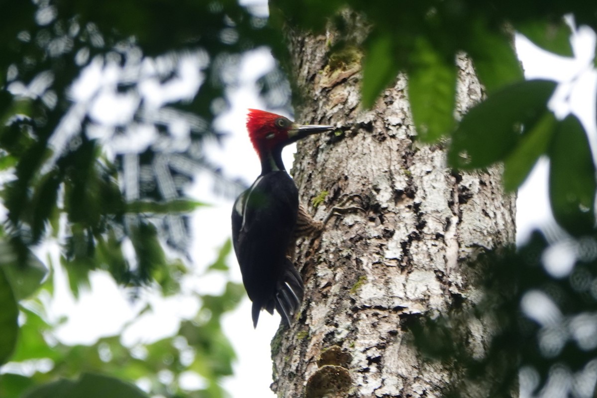Crimson-crested Woodpecker - ML643880960