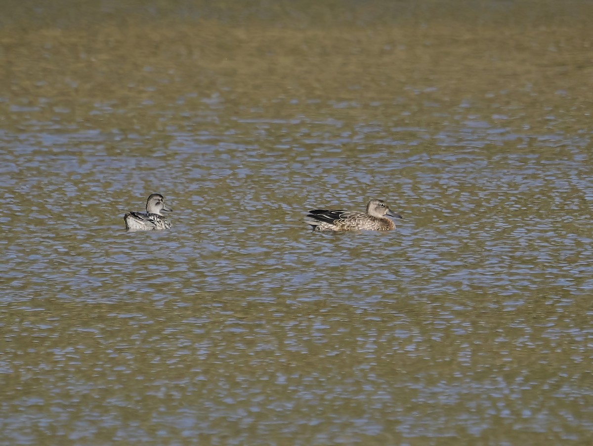 Green-winged Teal - ML643880969