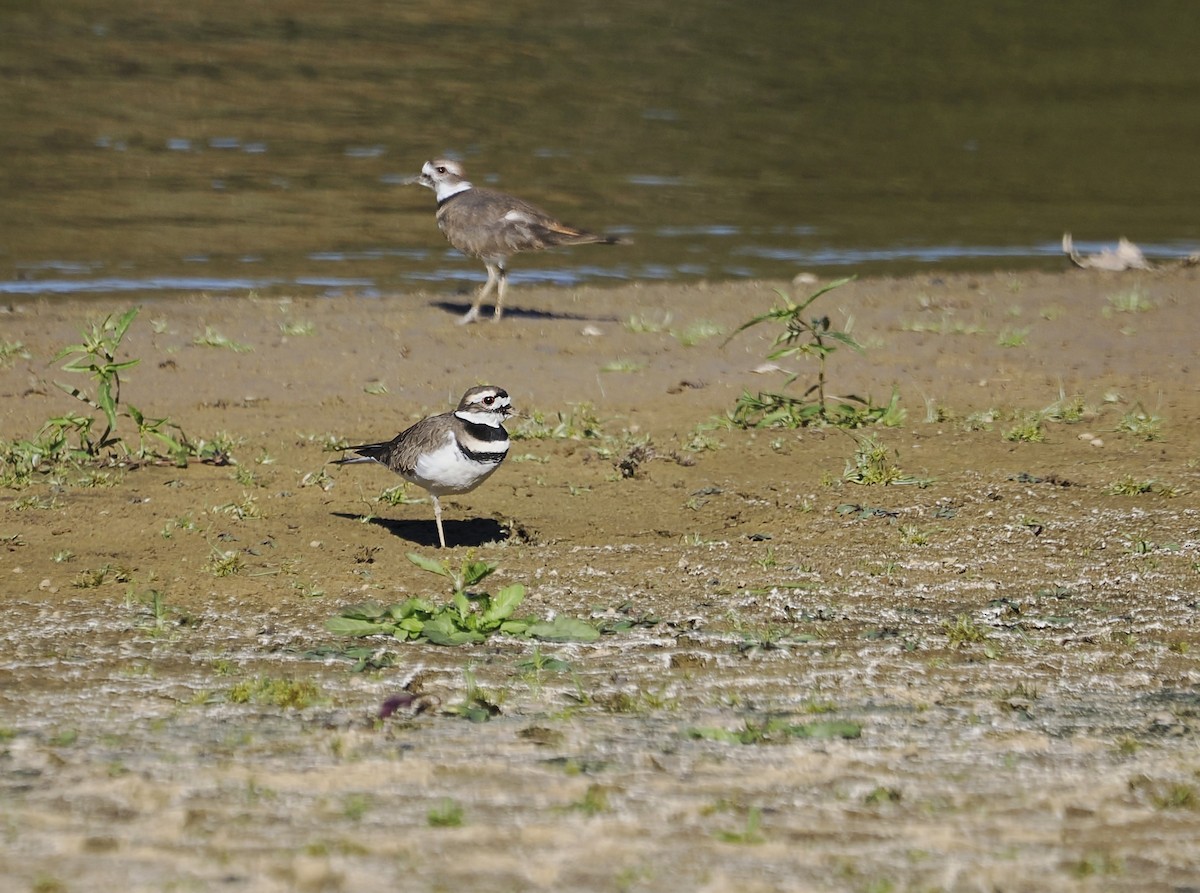 Killdeer - ML643880974