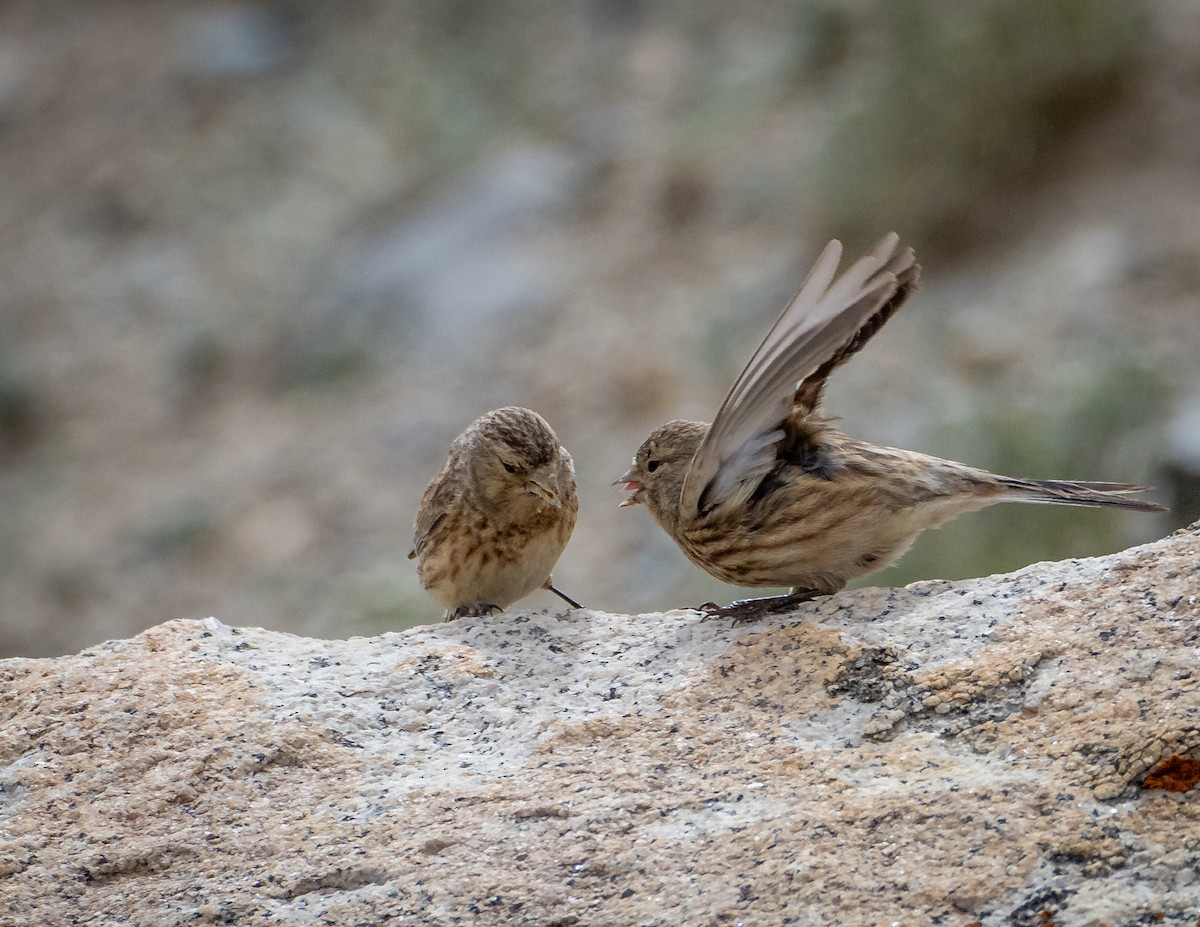 Twite - ML643880979