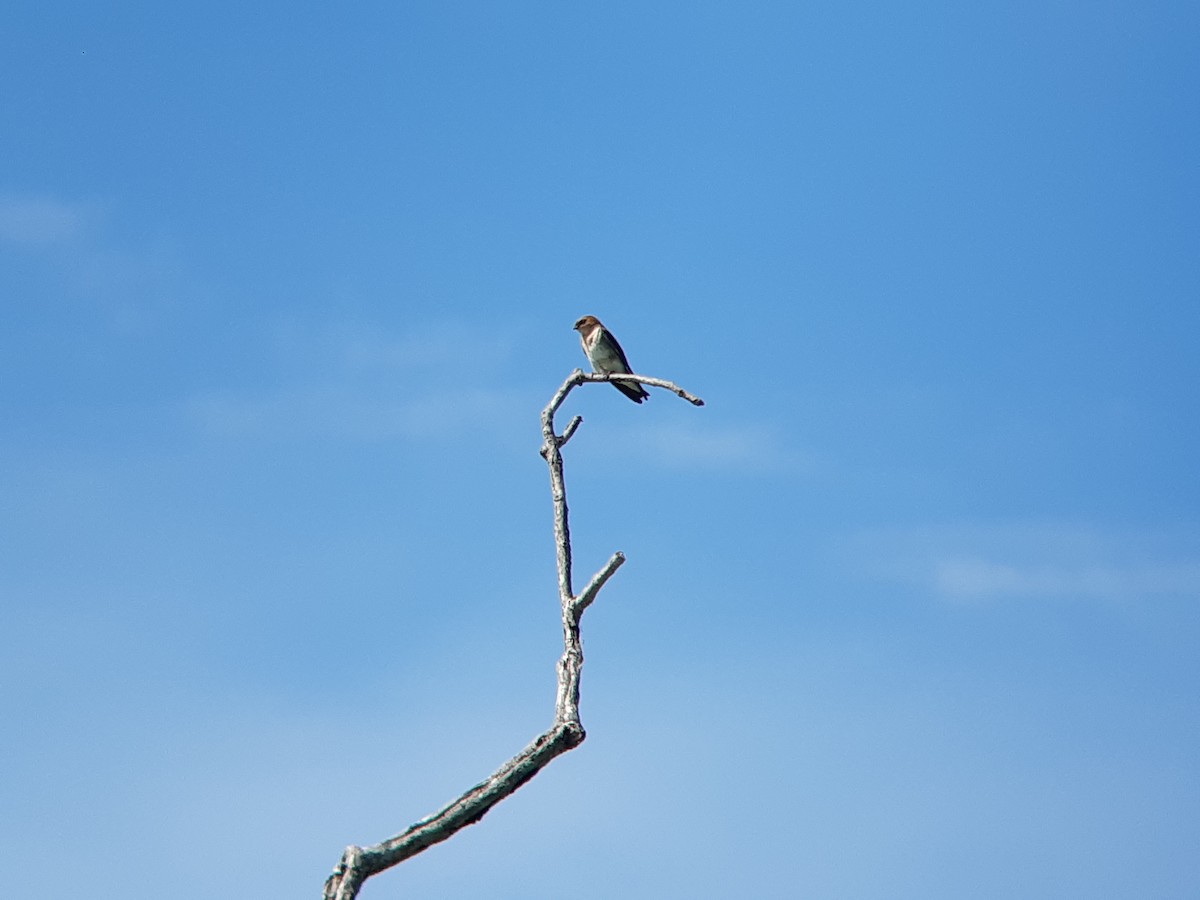Tawny-headed Swallow - ML643880985