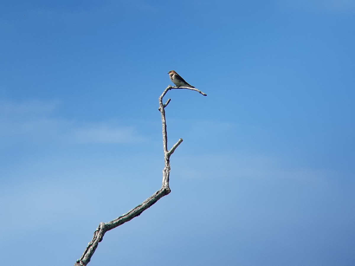 Tawny-headed Swallow - ML643880986