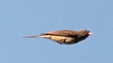 Dark-eyed Junco - ML643880987