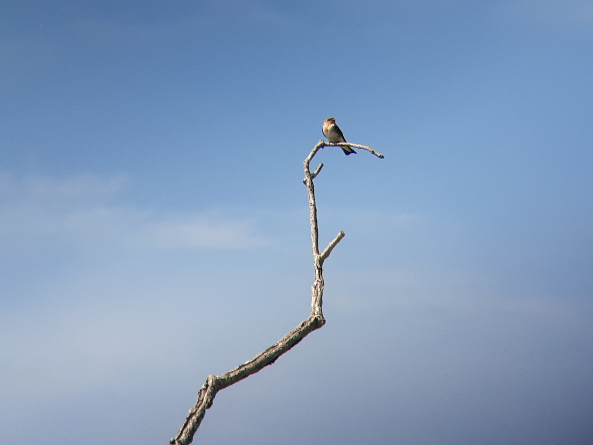 Tawny-headed Swallow - ML643880990