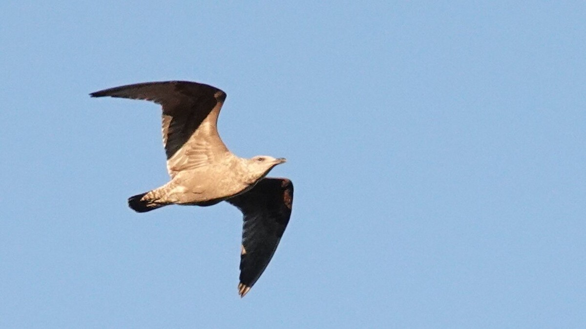 American Herring Gull - ML643880997