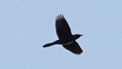 Common Grackle - ML643881005