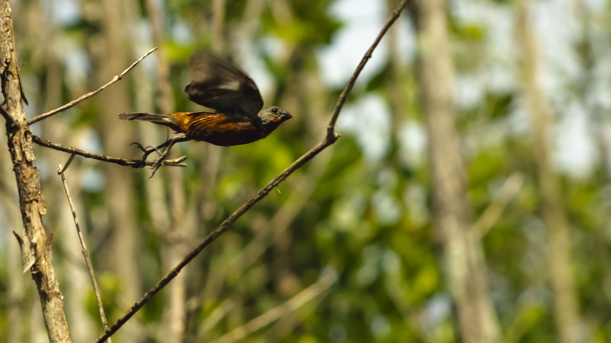 Ruddy-breasted Seedeater - ML643881016
