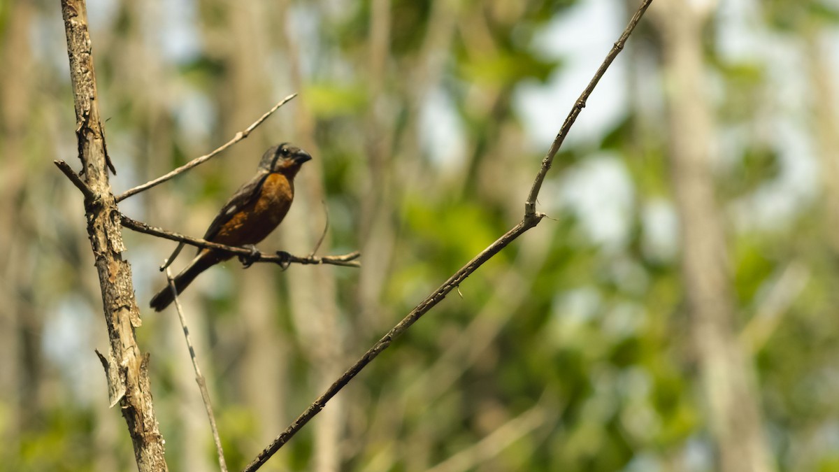 Ruddy-breasted Seedeater - ML643881017