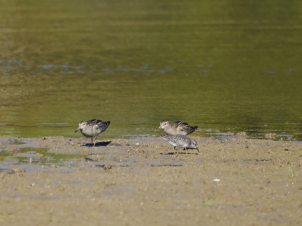 Least Sandpiper - ML643881018
