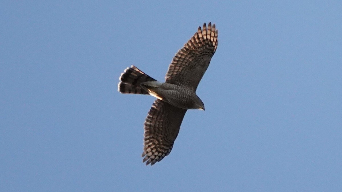 Cooper's Hawk - ML643881022