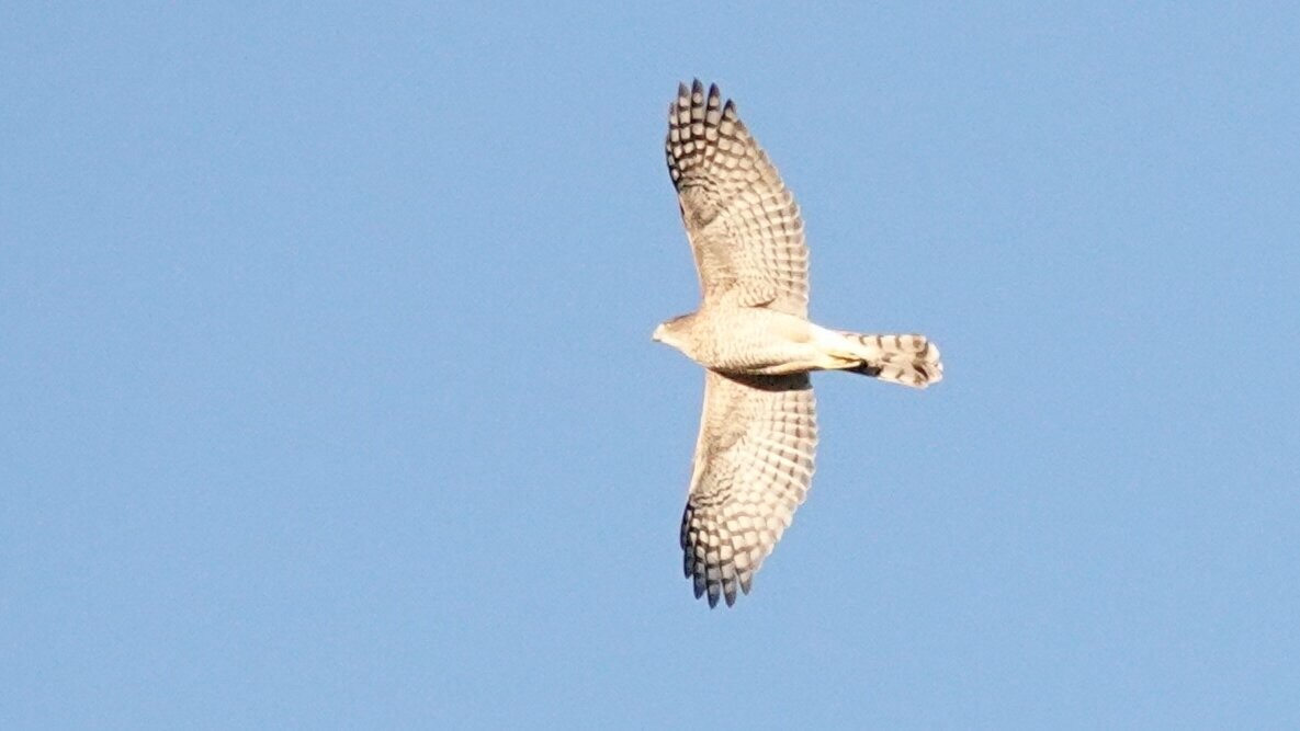 Cooper's Hawk - ML643881023