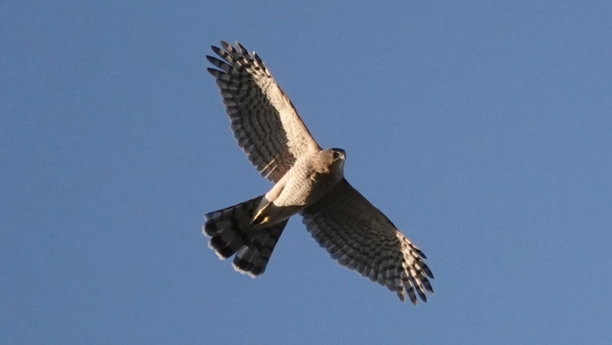 Cooper's Hawk - ML643881024