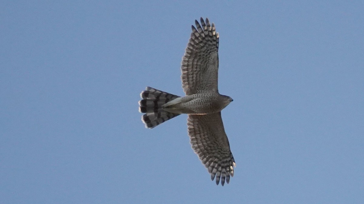 Cooper's Hawk - ML643881025
