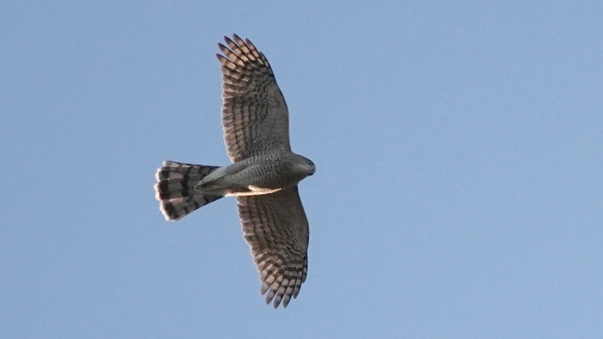 Cooper's Hawk - ML643881026