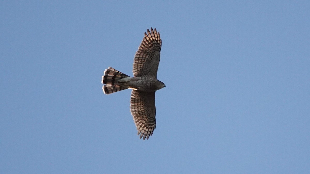 Cooper's Hawk - ML643881027