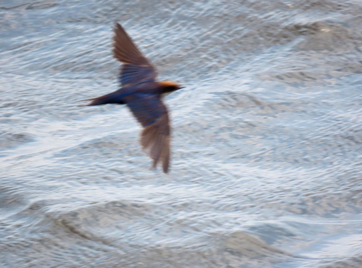 Wire-tailed Swallow - Francisco Javier Calvo lesmes