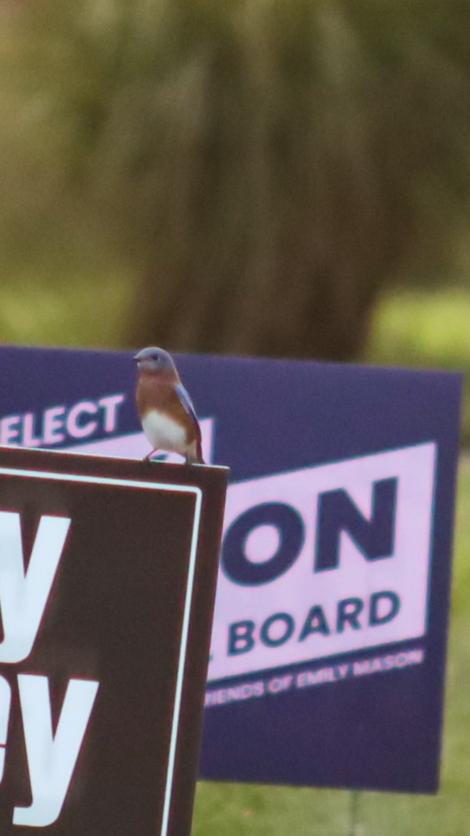 Eastern Bluebird - ML643881037