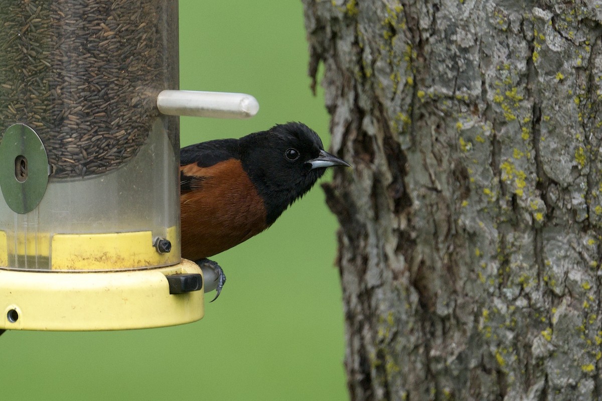 Orchard Oriole - ML643881042