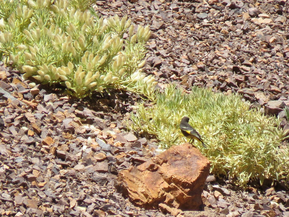 Black Siskin - ML643881052