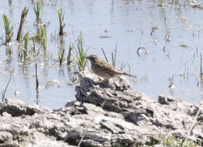 Savannah Sparrow - ML643881057