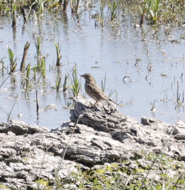 Savannah Sparrow - ML643881058