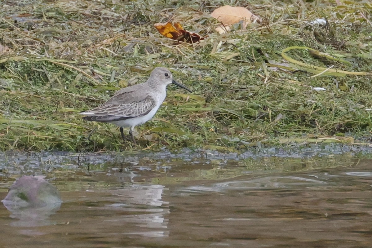 Bécasseau variable - ML643881070