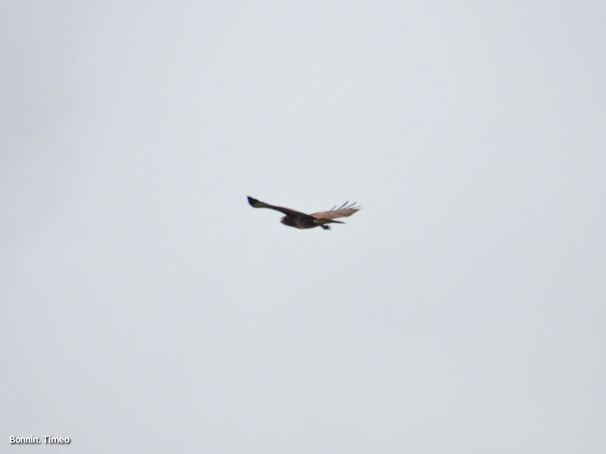 Buse variable - ML643881072