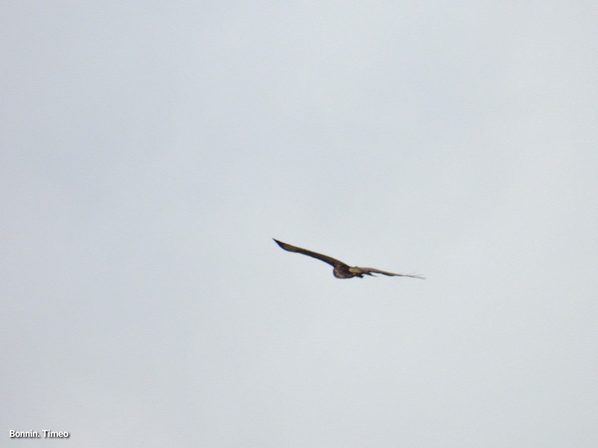 Buse variable - ML643881073