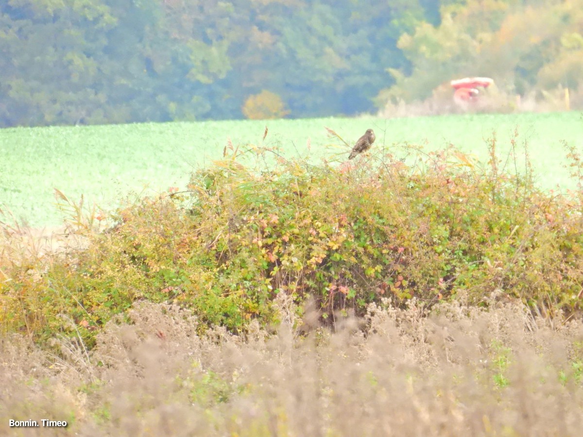 Buse variable - ML643881074