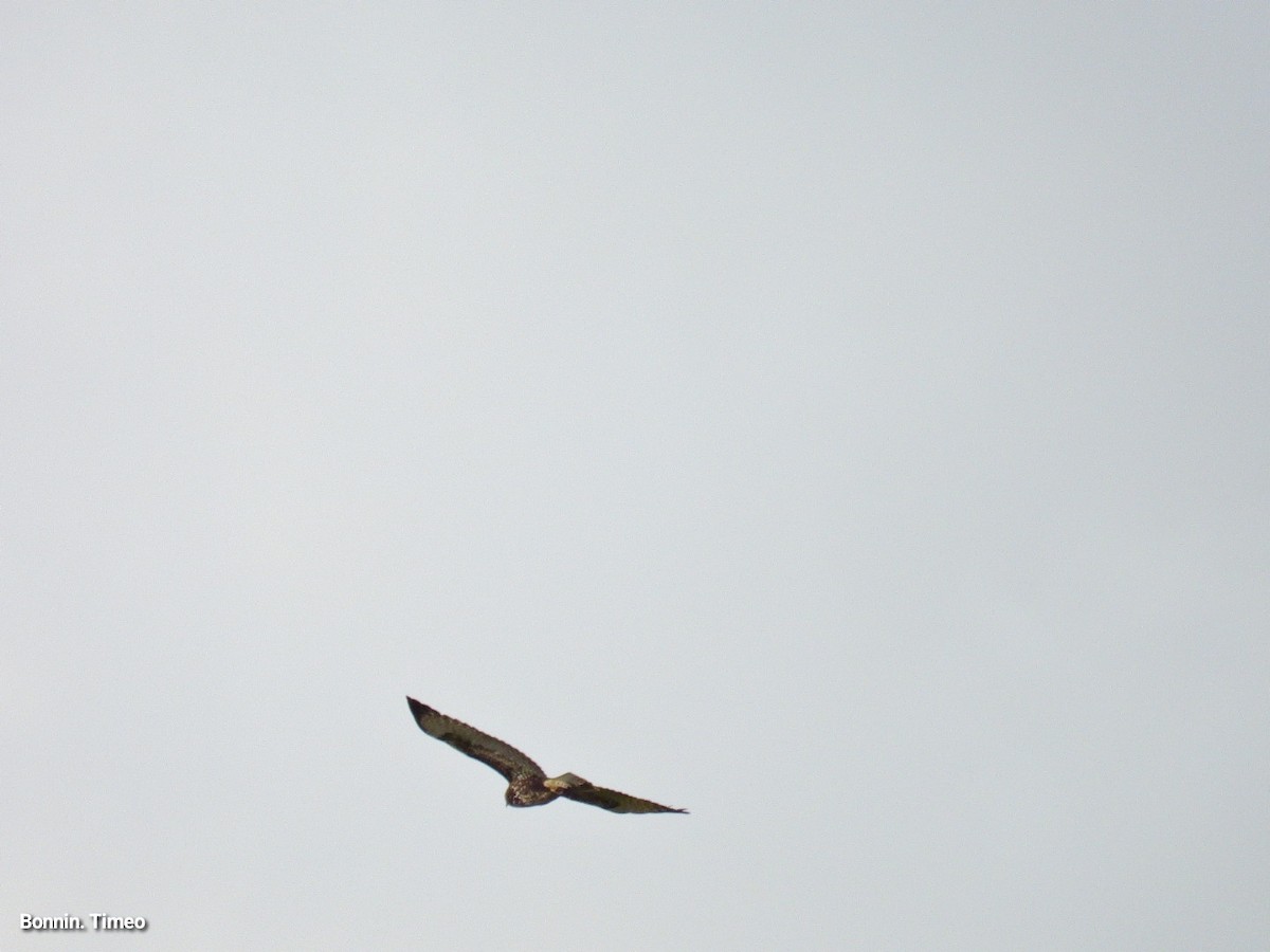 Buse variable - ML643881075