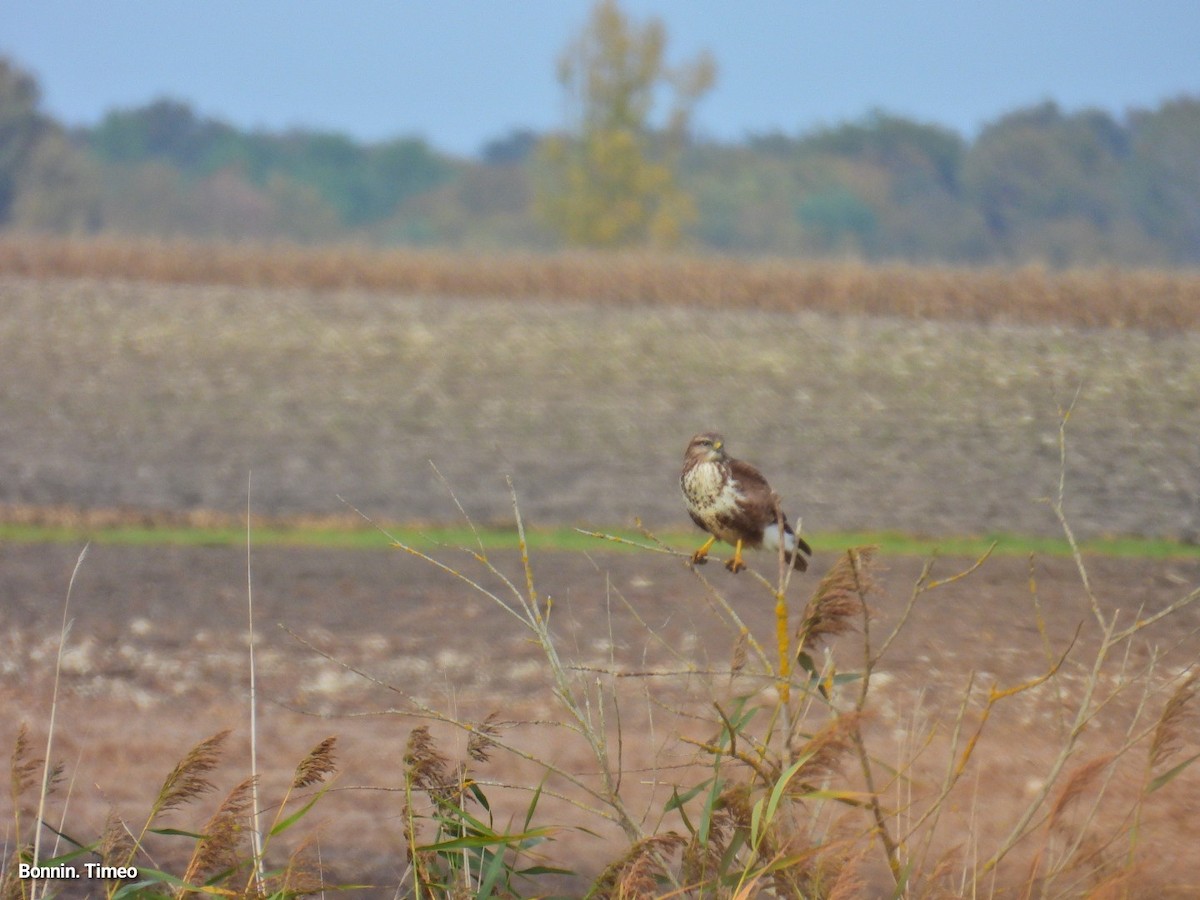 Buse variable - ML643881076