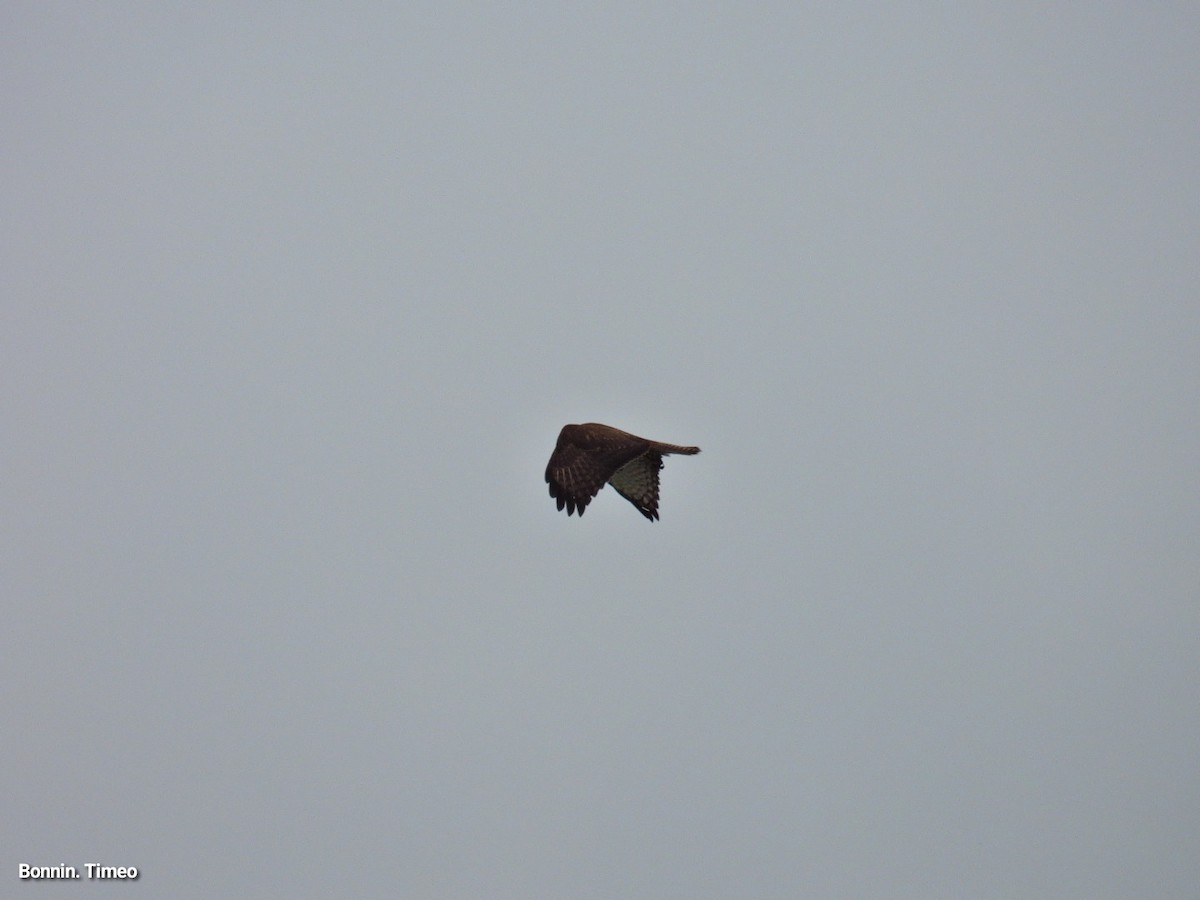 Buse variable - ML643881077