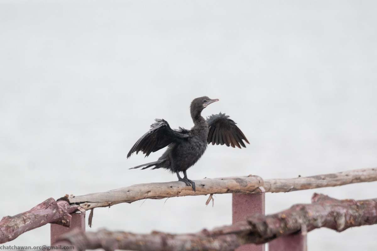 Cormoran de Vieillot - ML643881081