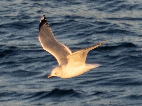 Goéland cendré - ML643881088