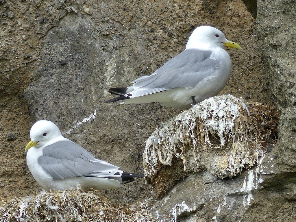 Mouette tridactyle (tridactyla) - ML643881099