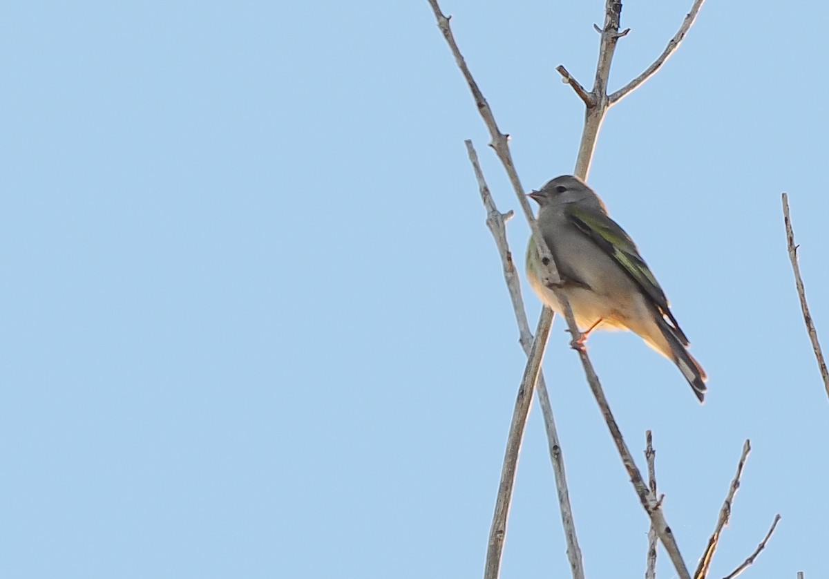 Lawrence's Goldfinch - ML643881122