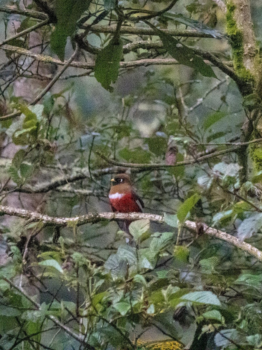 Masked Trogon - ML643881125