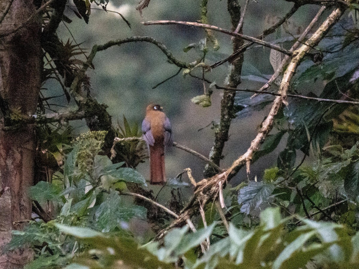 Masked Trogon - ML643881126