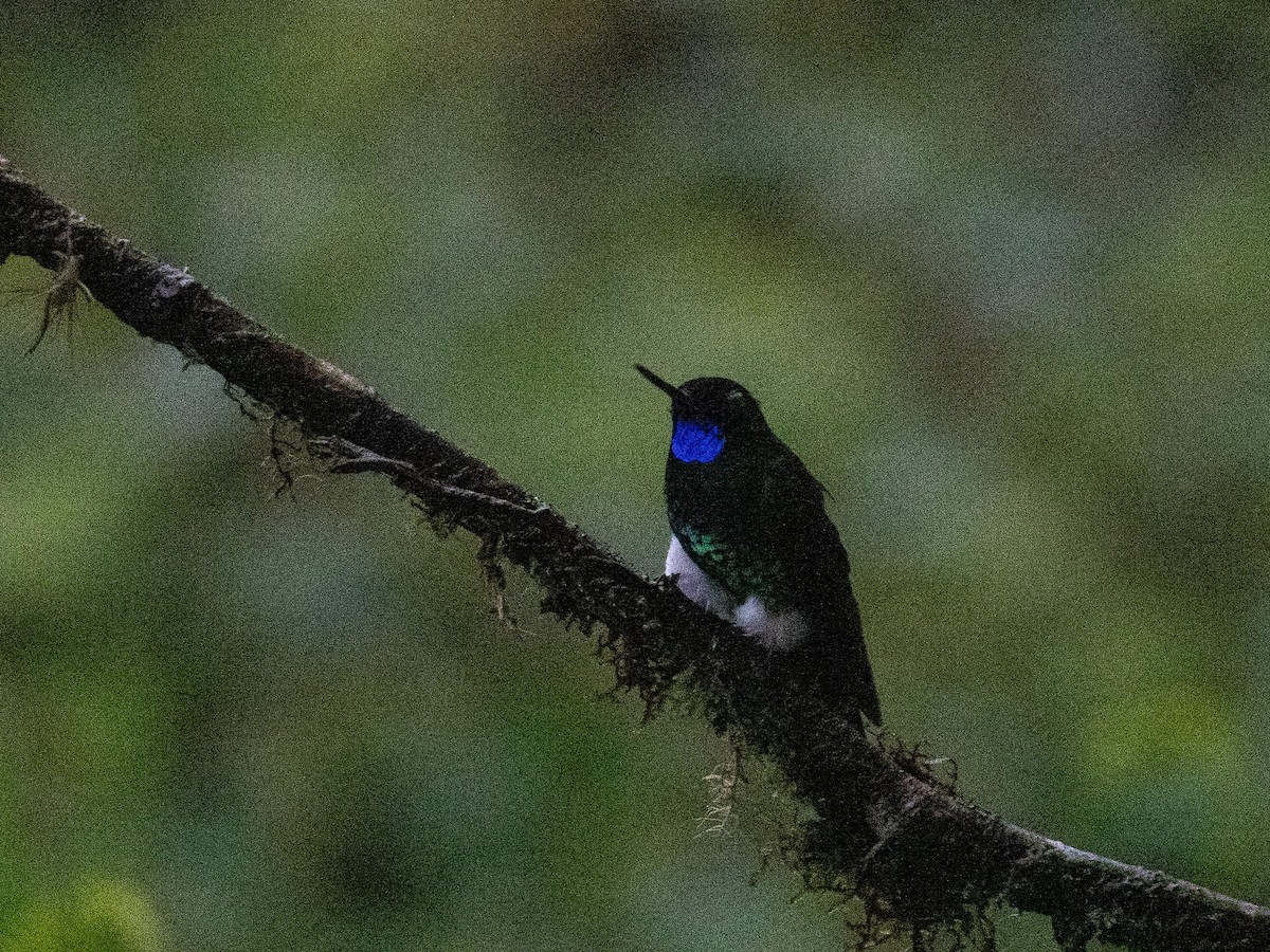 Glowing Puffleg - ML643881147
