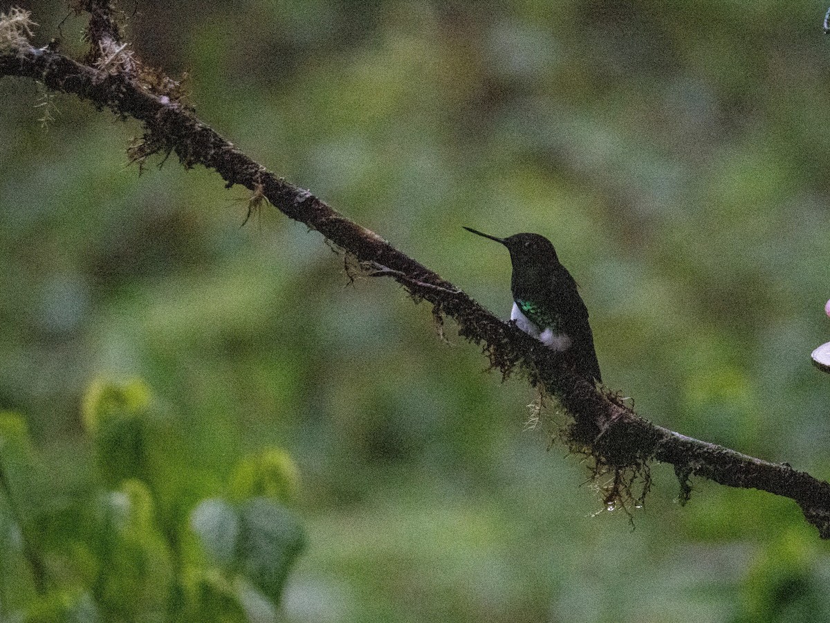 Glowing Puffleg - ML643881148
