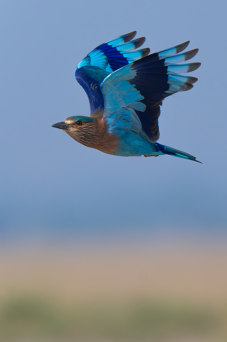 Indian Roller - ML643881163