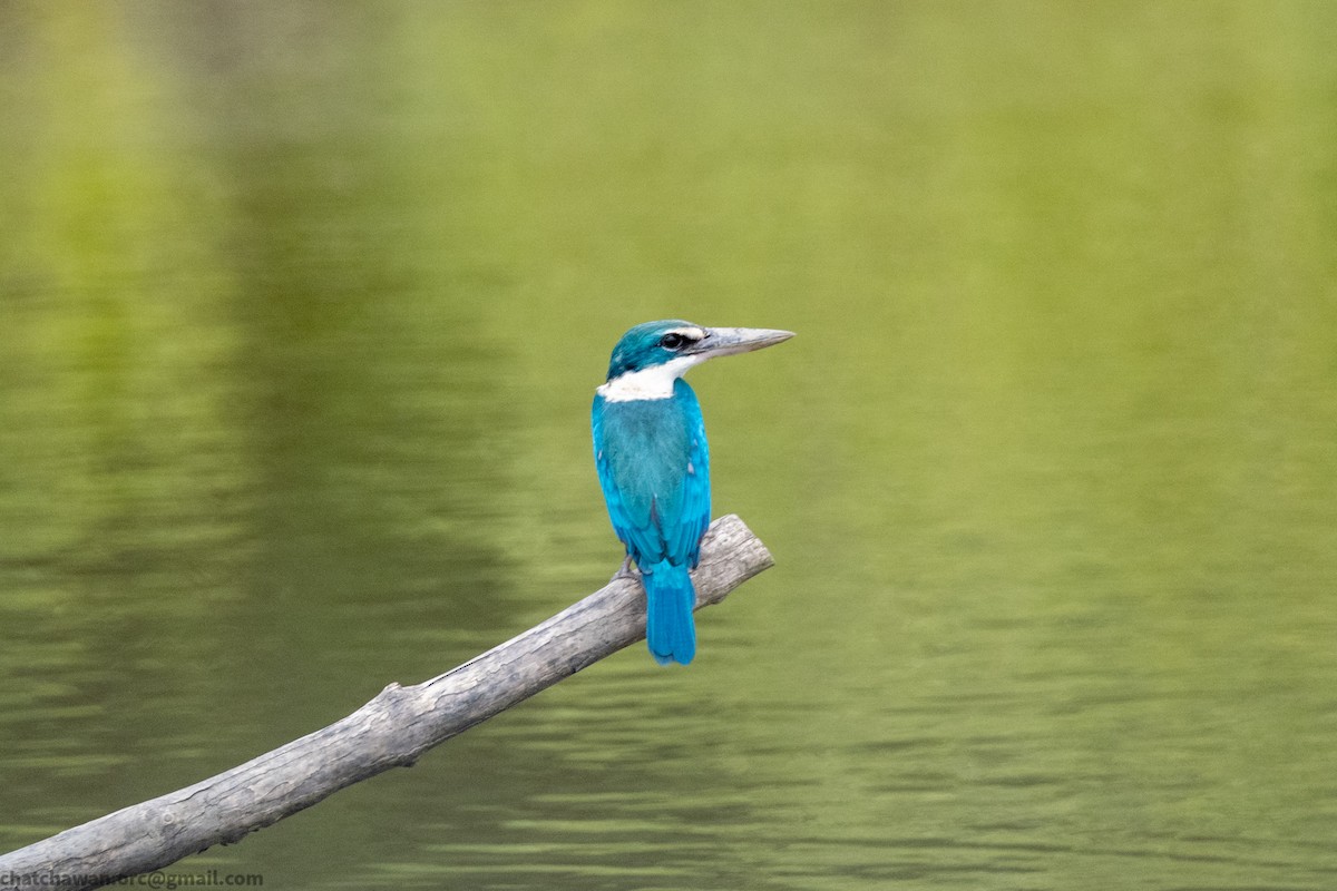 Collared Kingfisher - ML643881166