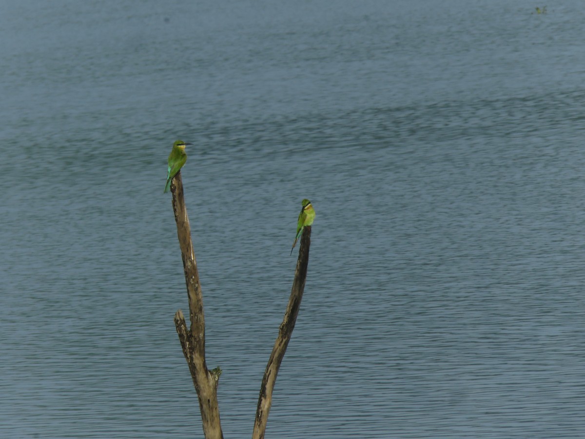 Blue-tailed Bee-eater - ML643881175