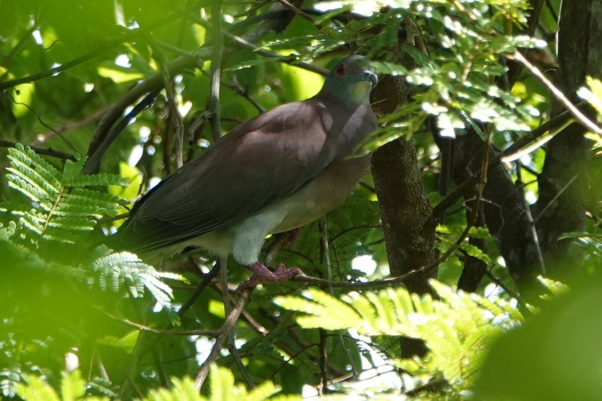 Pale-vented Pigeon - ML643881180