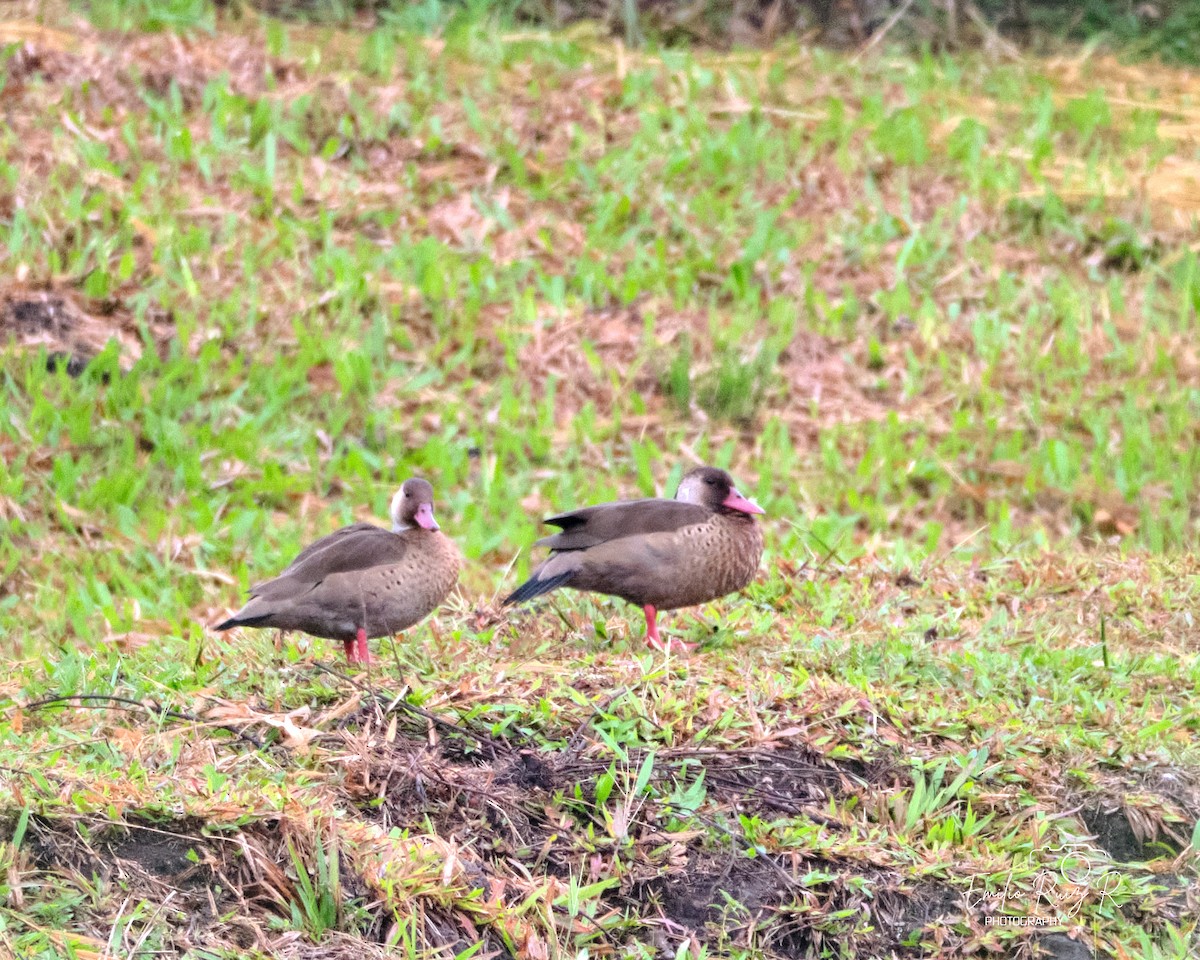 Alzavola brasiliana - ML643881191