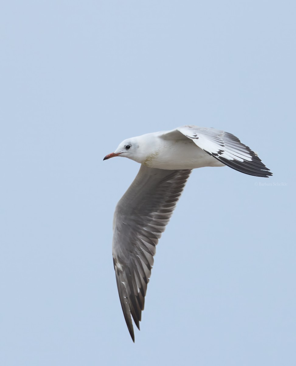 Antxeta burugrisa - ML643881232