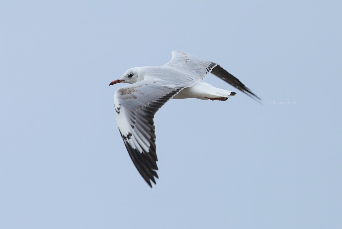 Antxeta burugrisa - ML643881233