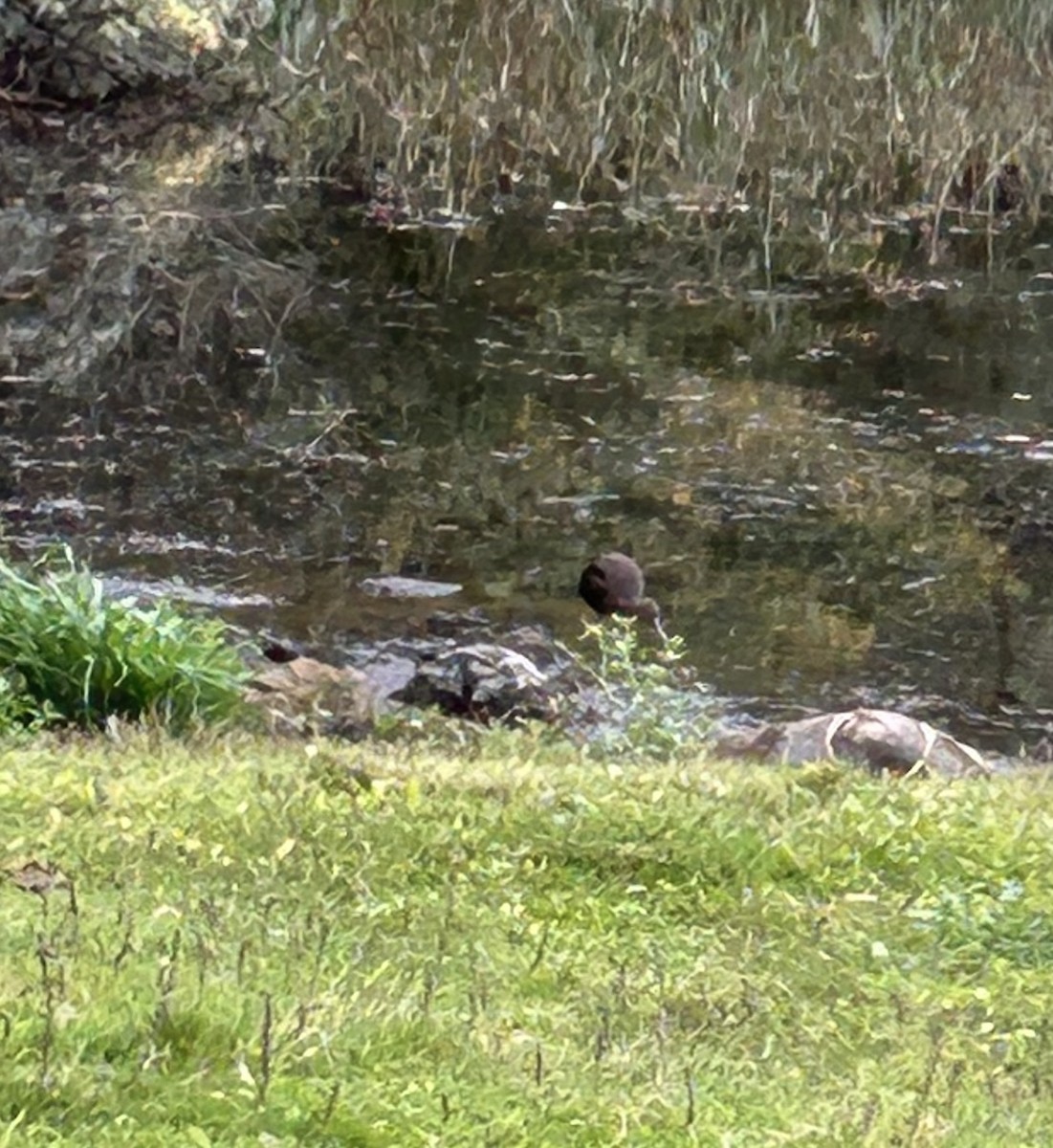 Glossy Ibis - ML643881251
