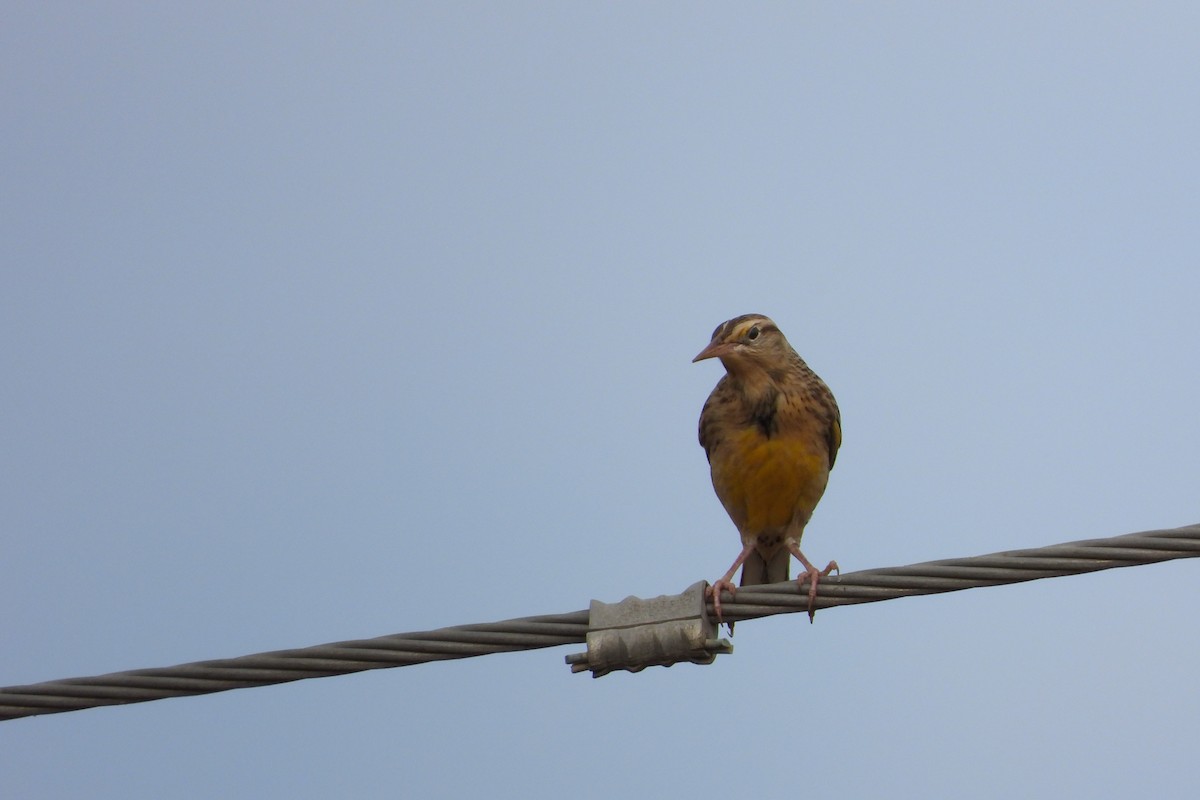 Western Meadowlark - ML643881253