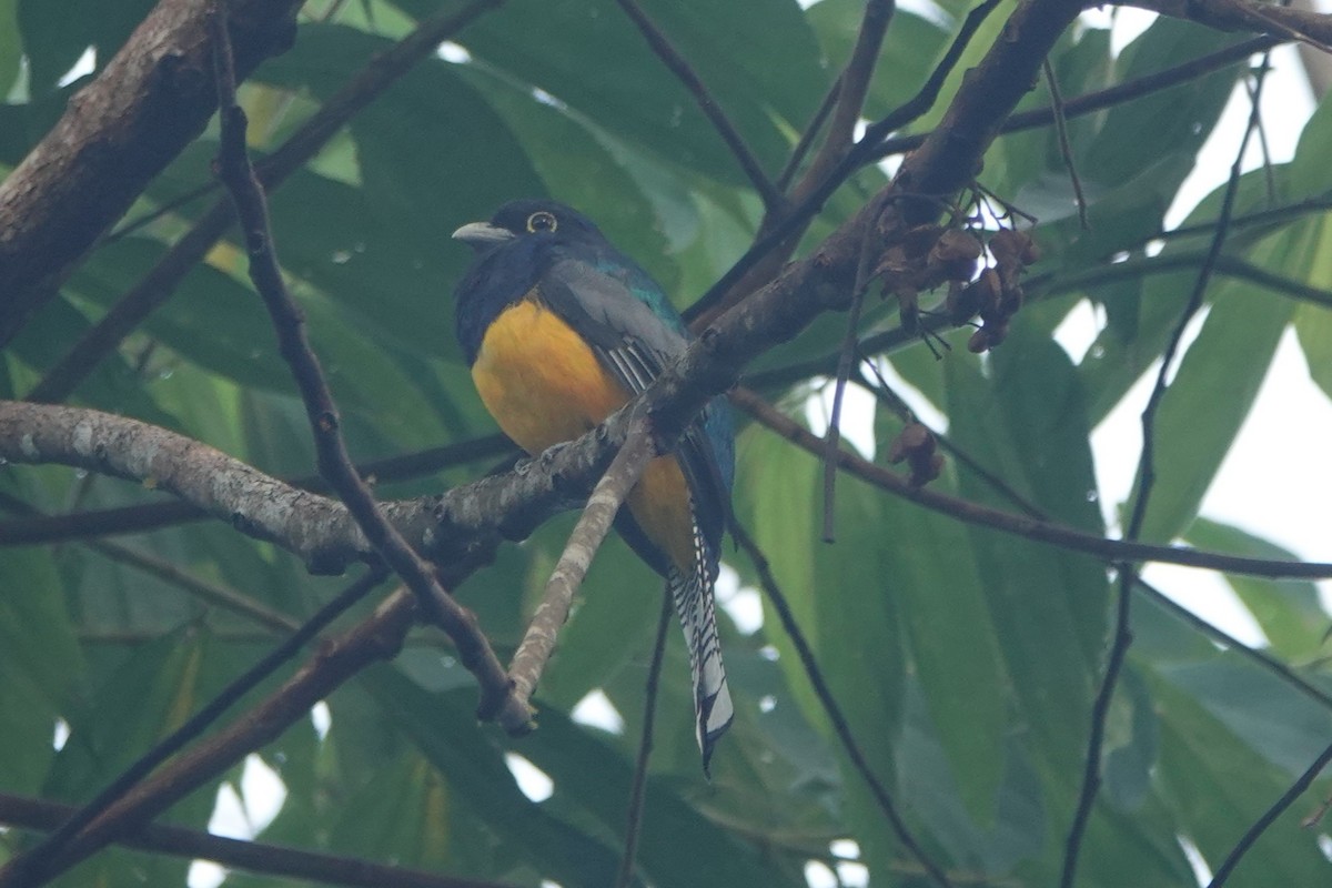Gartered Trogon - ML643881256